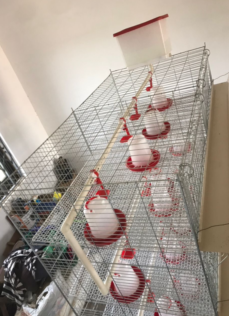 Brood Cages