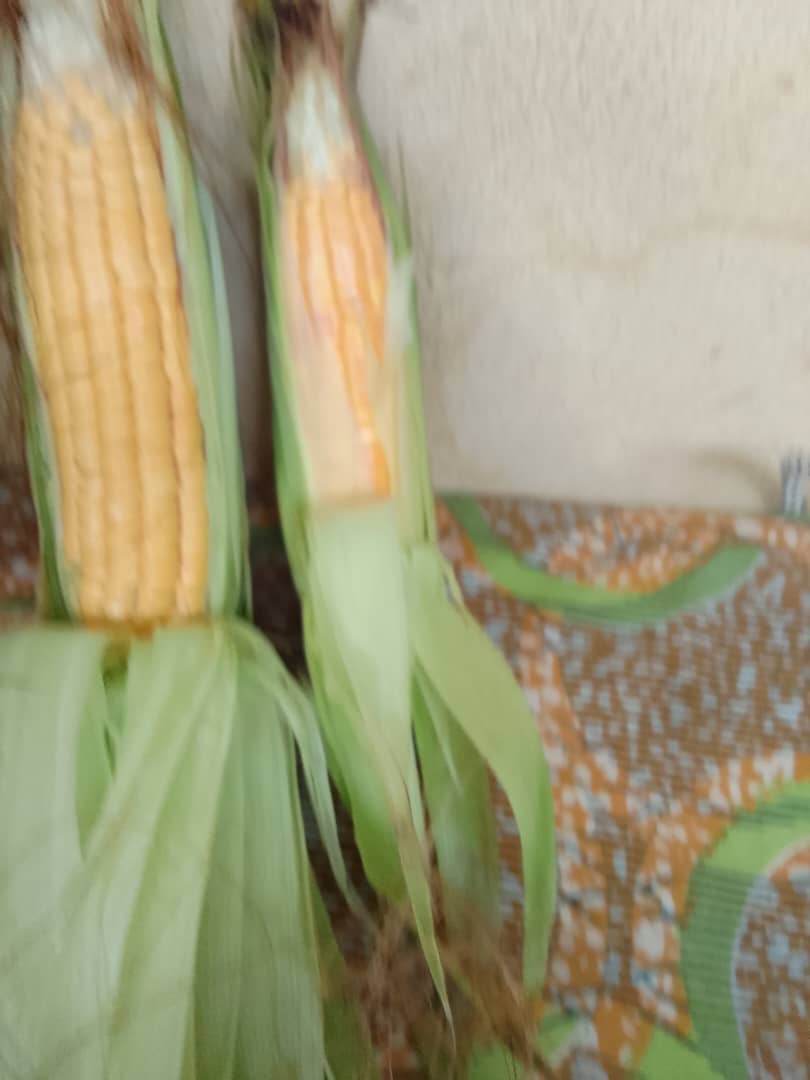 Maize