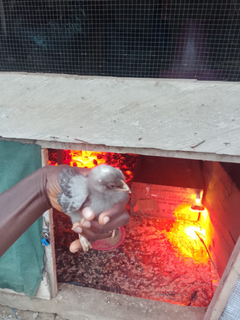 Plymouth rock 4 weeks