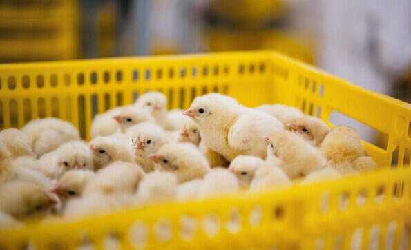 Healthy Day-Old Chicks